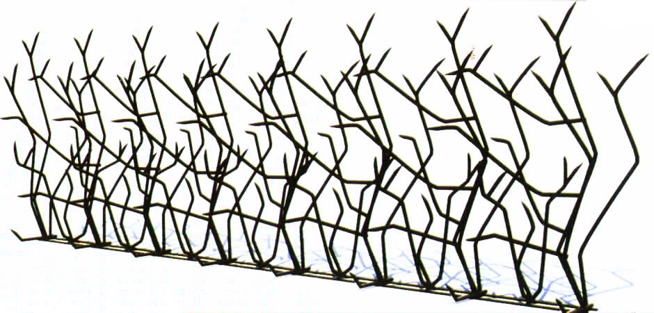 حفاظ شاخ گوزنی