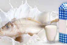 خوردن ماهی با لبنیات