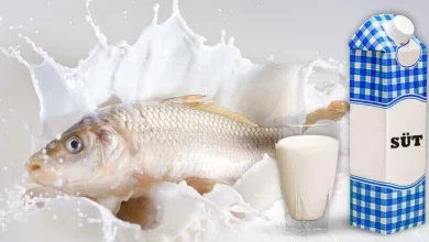 خوردن ماهی با لبنیات