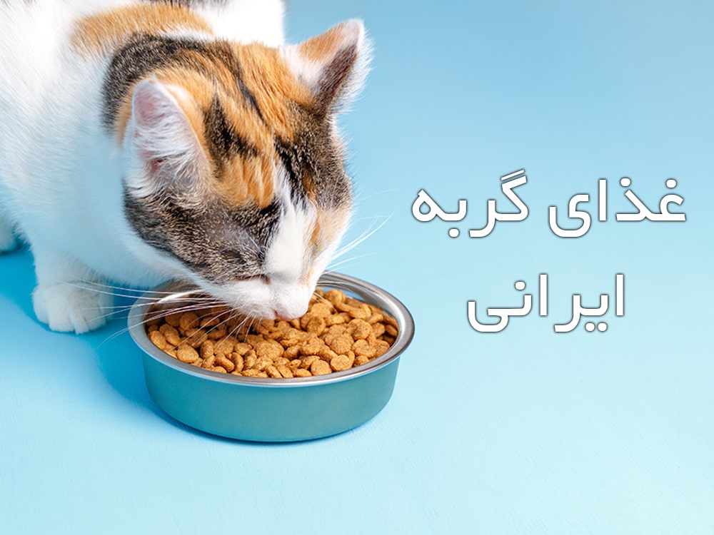 غذای گربه ایرانی