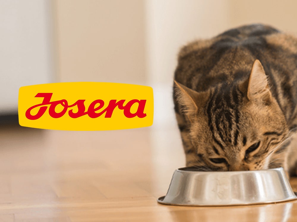غذای خشک گربه جوسرا
